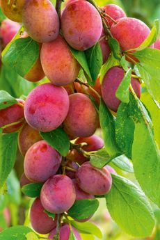 Victoria Plums on a tree in summer in Berkshire.