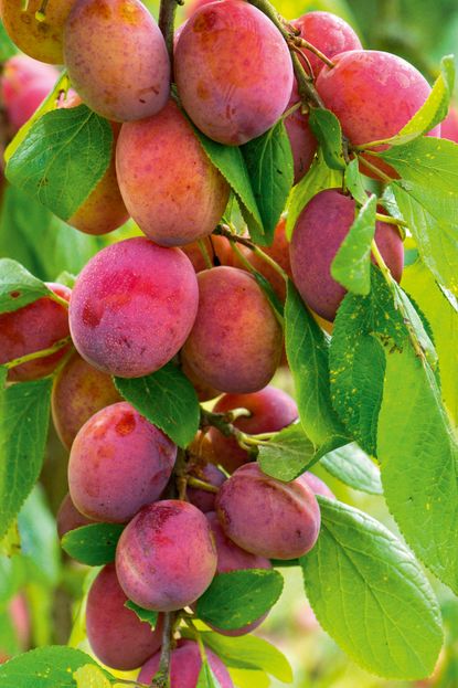 Victoria Plums on a tree in summer in Berkshire.