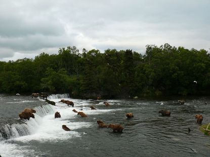 Brown bears in Brooks Falls in Katmai National Park and Preserve, Alaska.