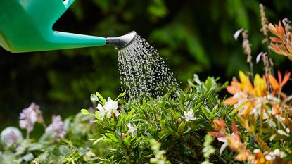 watering plants with a watering can