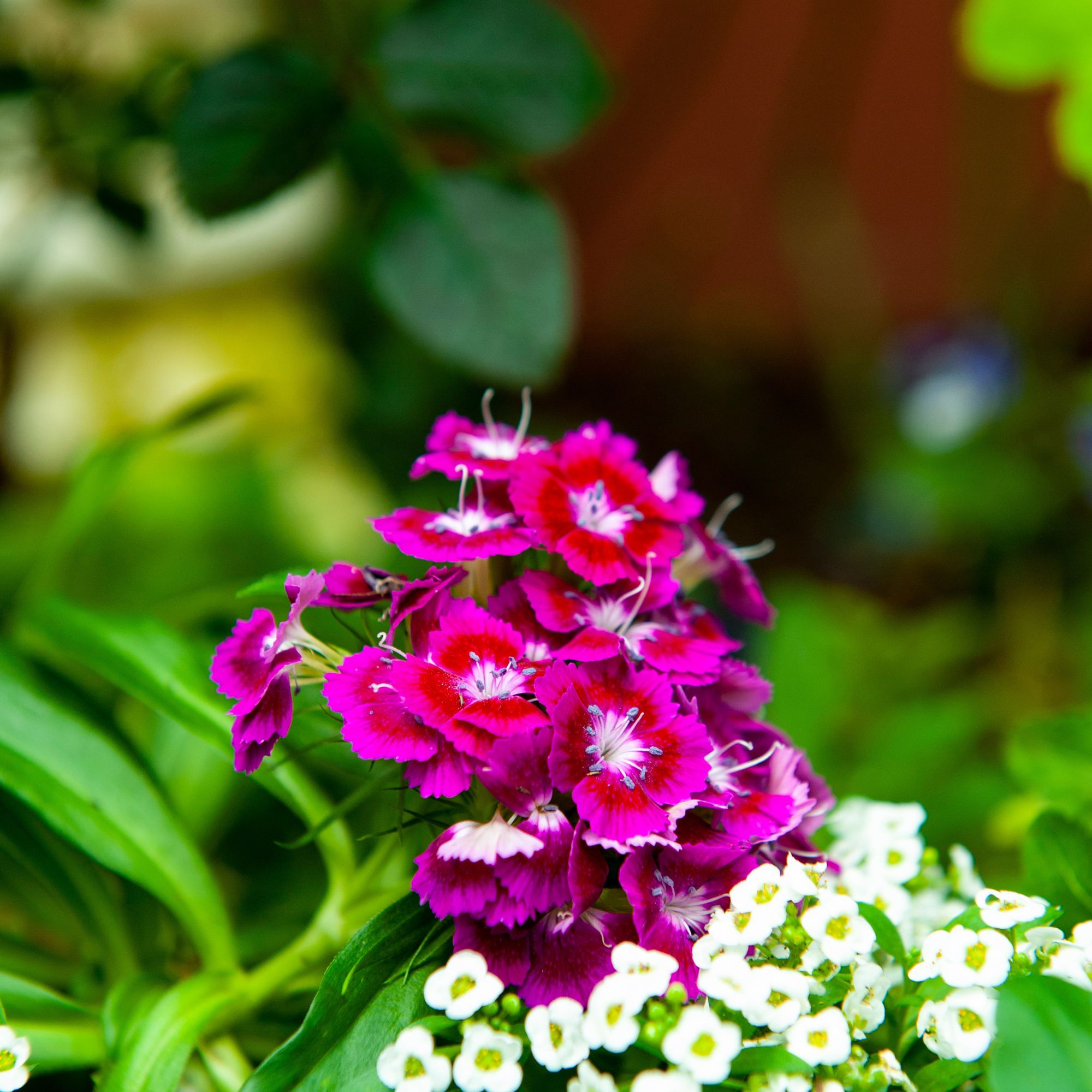 Pink Sweet William
