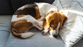 dog lying on sofa