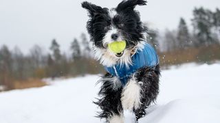 Dog outdoors in the snow