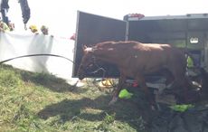 M5 horse trailer crash