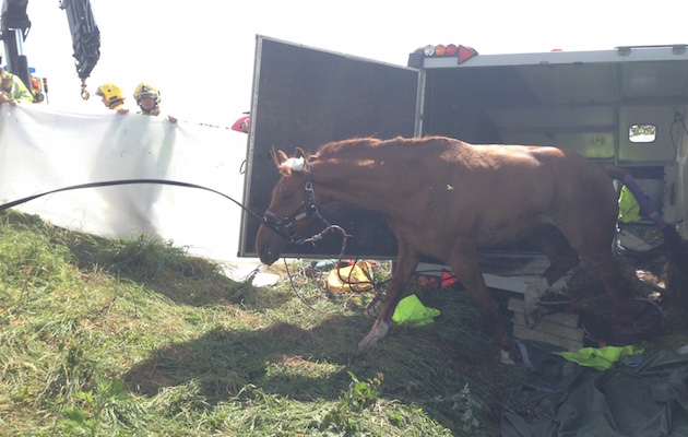 M5 horse trailer crash