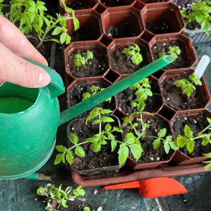 Watering seedlings with small green watering can