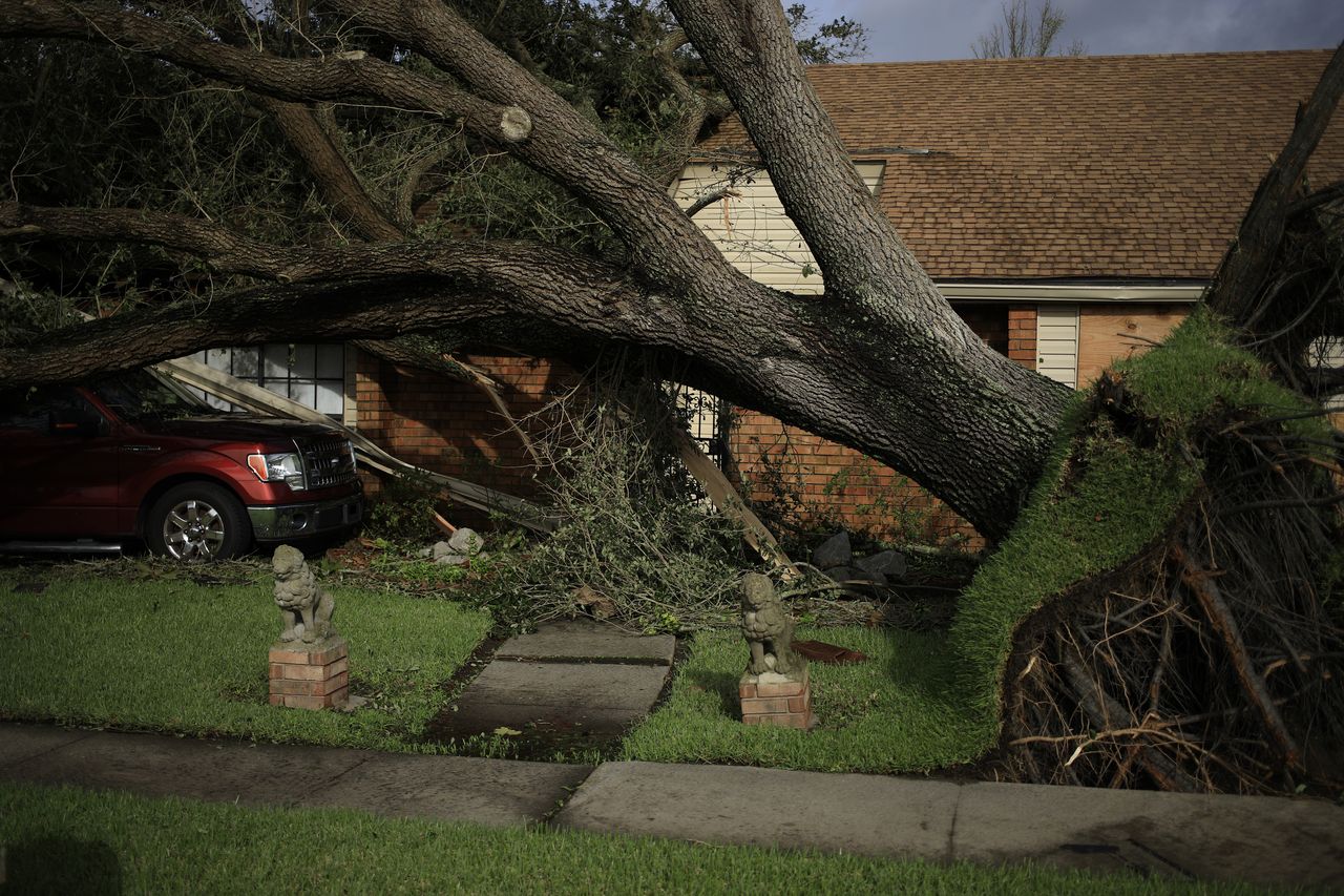 Hurricane Ida: A tree uprooted by Hurricane Ida in LaPlace, Louisiana, U.S., on Monday, Aug. 30, 2021.