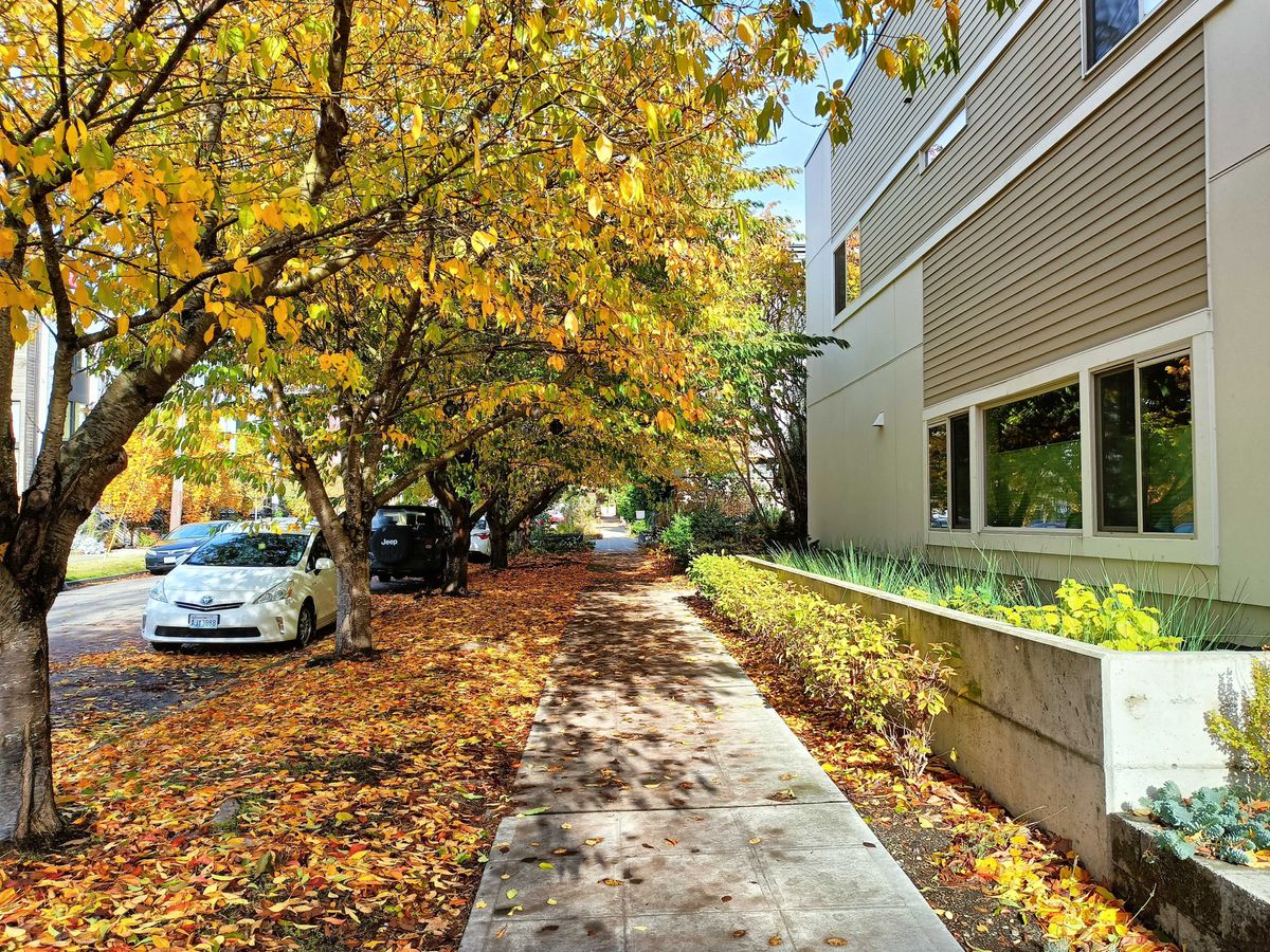 OnePlus Nord N300 5G camera sample, sidewalk with different color leaves