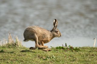 Hares are faster than rabbits.