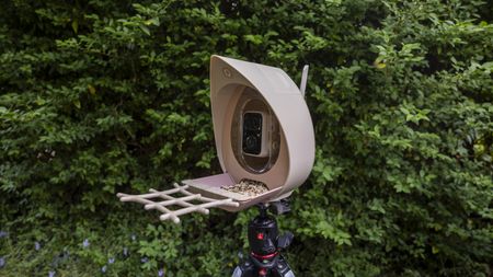The PeckPerk bird feeder camera mounted on a tripod in front of a green hedge
