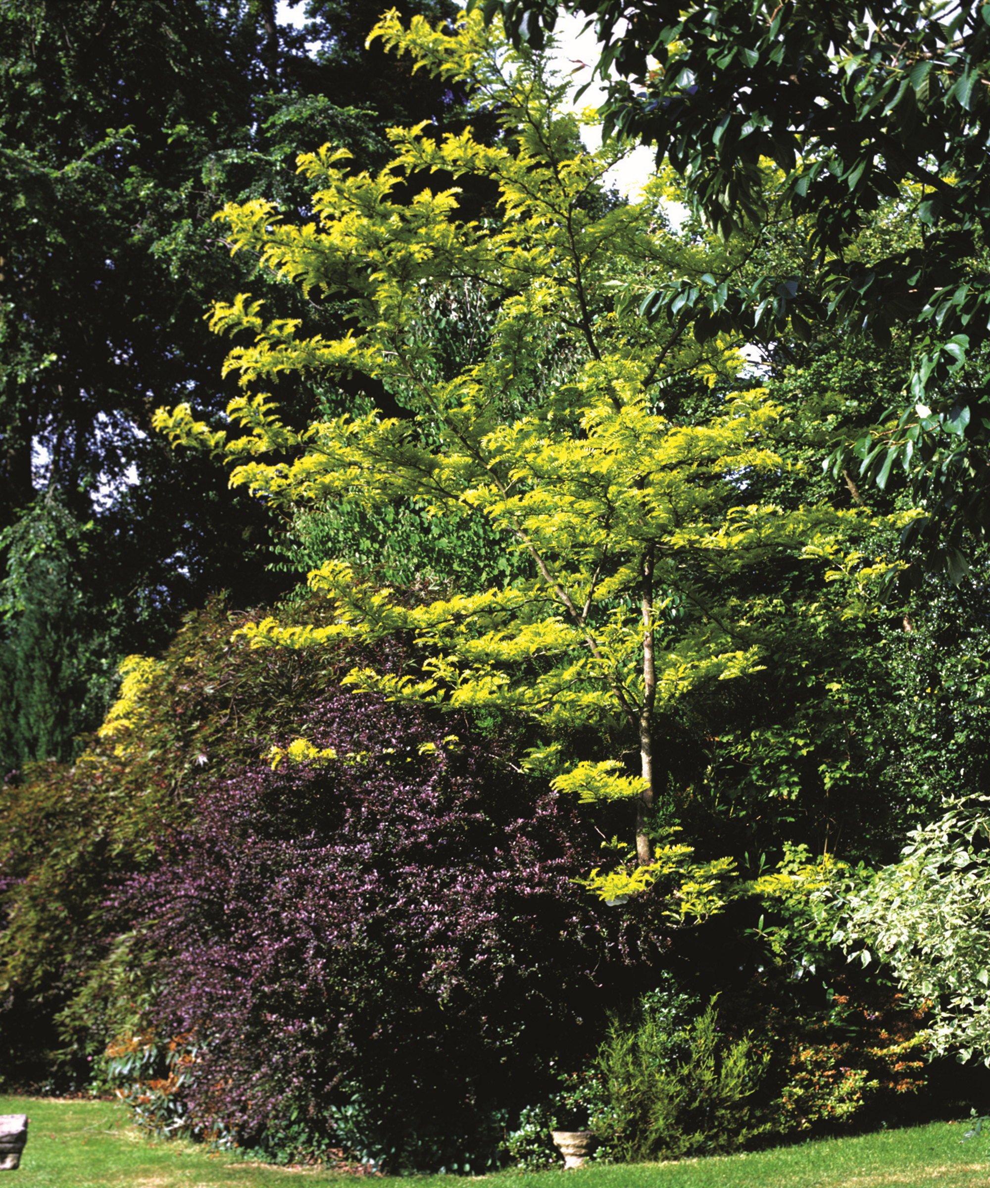 A garden with a lawn and assorted mature trees, including maple and robinia