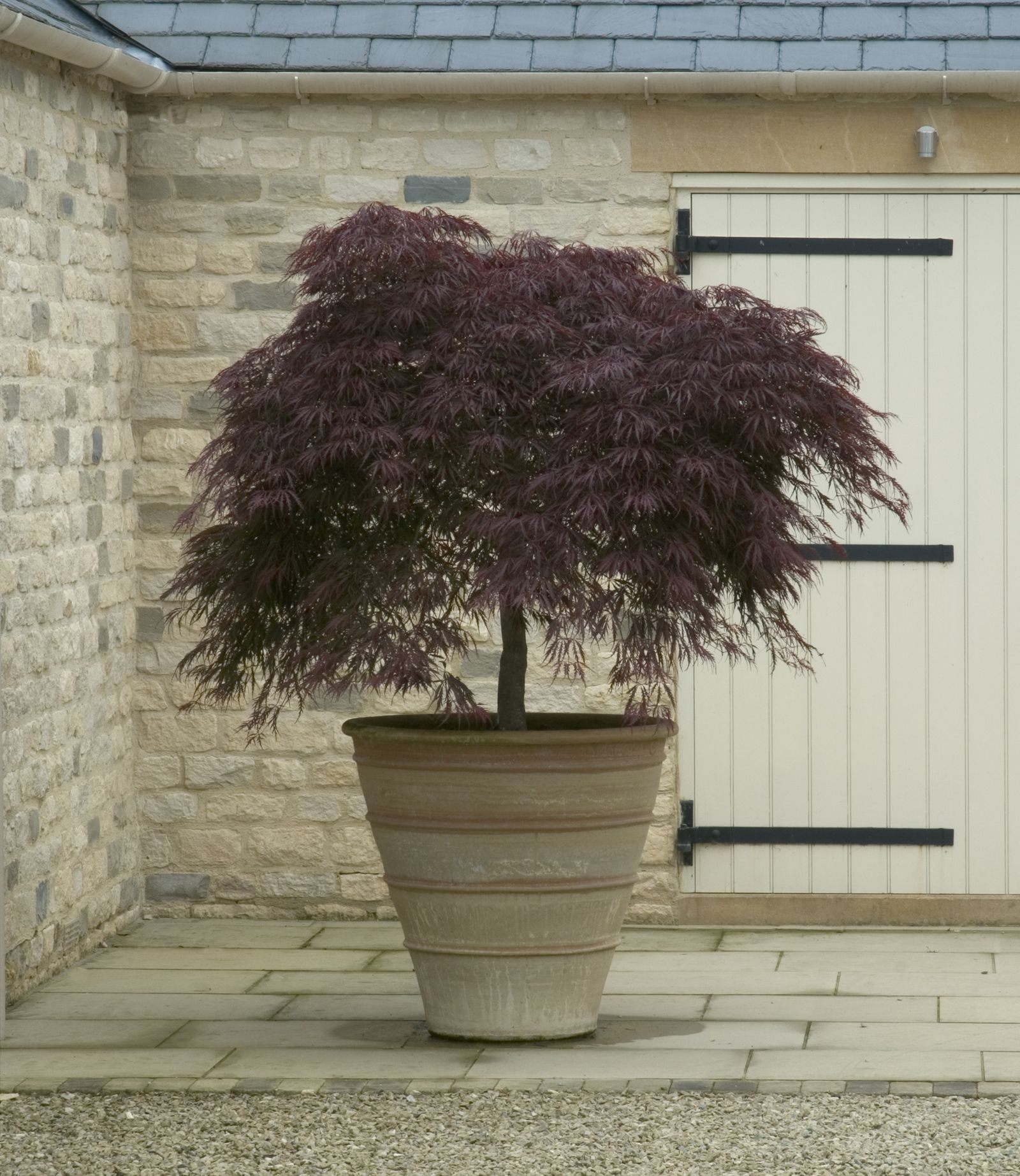 How to grow acers follow our tips and add yearround interest to your