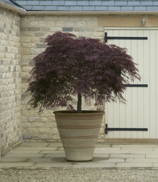 how to grow acer in pot