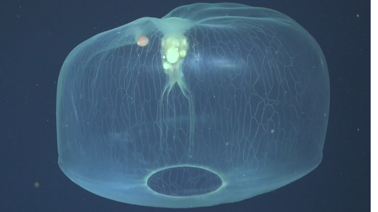 Otherworldly video captures rare jellyfish with a hitchhiker in its bell
