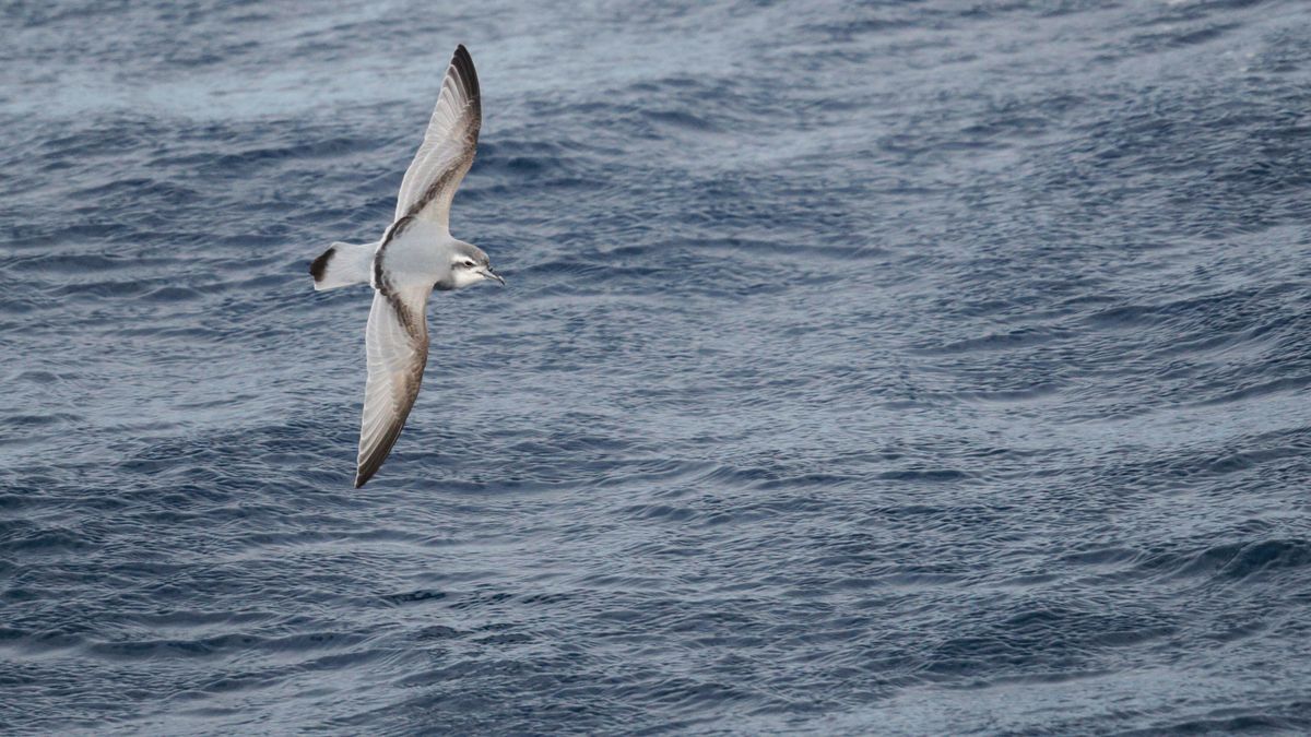 Thin-billed Prion (Pachyptila belcheri), flying at sea between Falklands and South Georgia Island