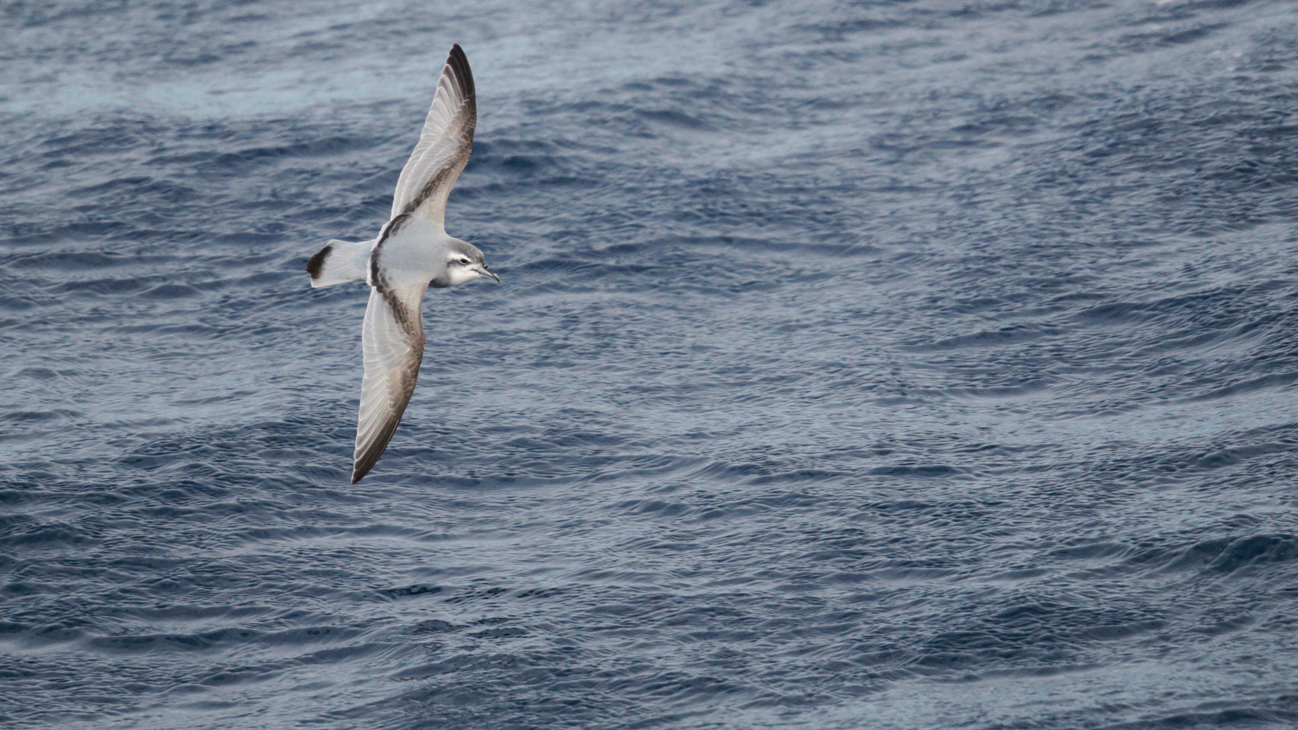 Thin-billed Prion (Pachyptila belcheri), flying at sea between Falklands and South Georgia Island