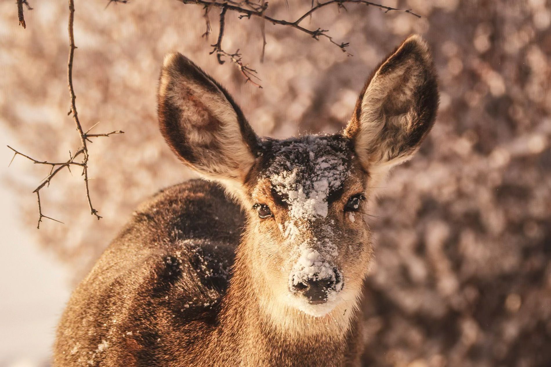 GuruShots - Nature March 2026