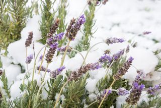 Lavender flowers under snow during unusually cold weather