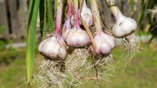 A cluster of freshly harvested garlic