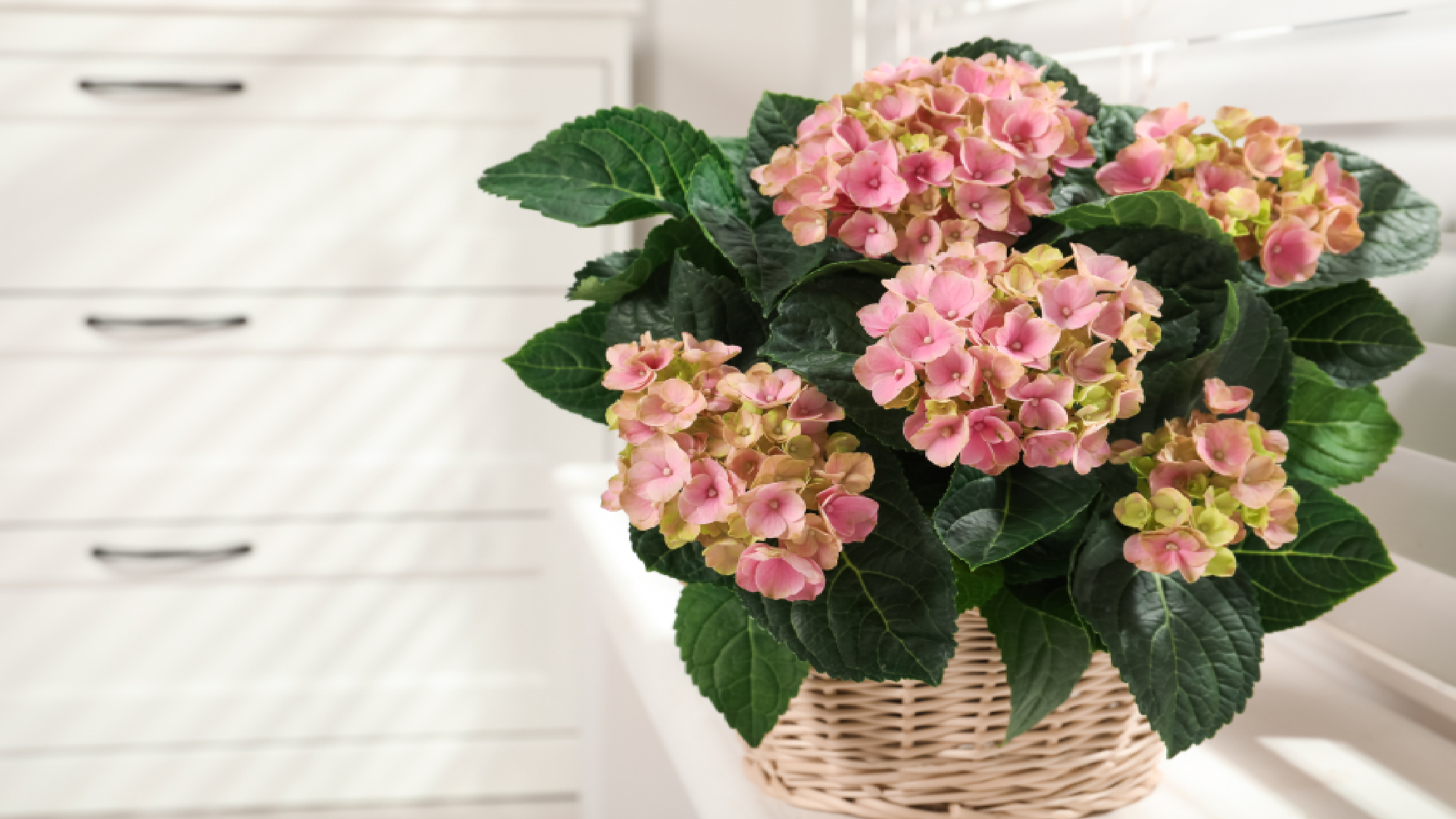 Indoor hydrangea