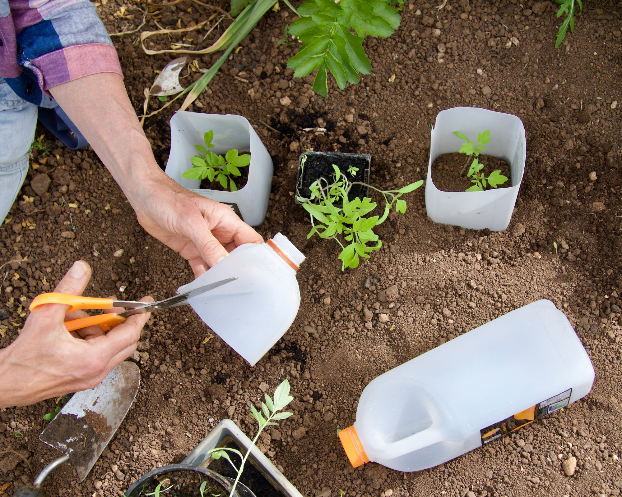 person cutting collars out of milk jugs for tomato seedlings