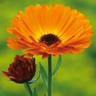 Calendula plant 