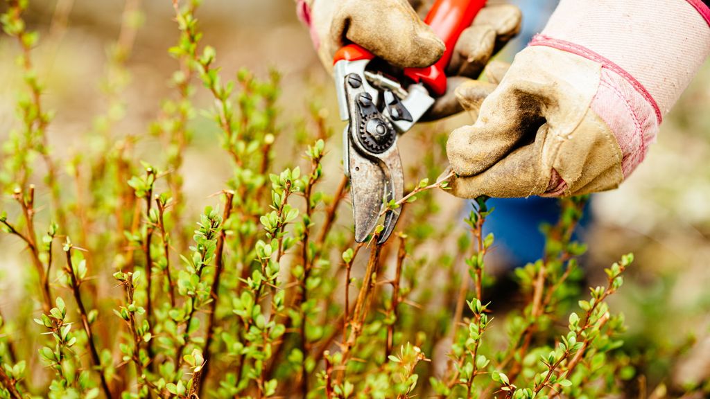 Tips for when and how to prune barberry shrubs | Homes & Gardens