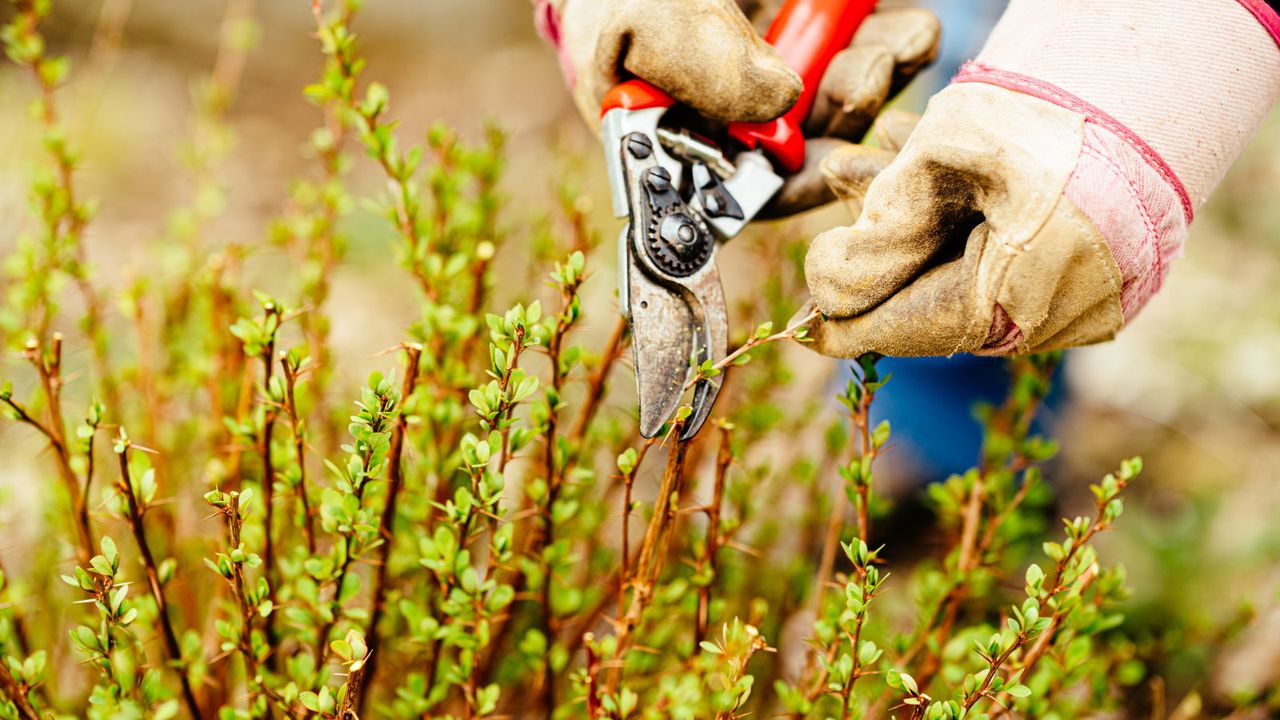 Pruning berberis with pruning shears