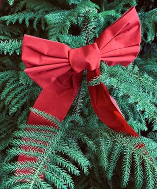 Red Bow in Norfolk Pine Tree