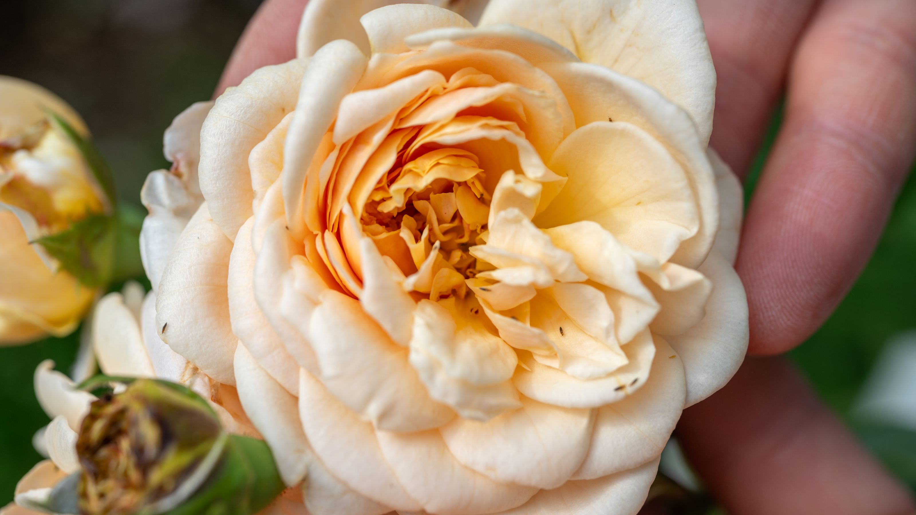 Thrips on rose flower