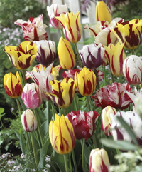 Rembrandt tulip bulb mixture, Amazon