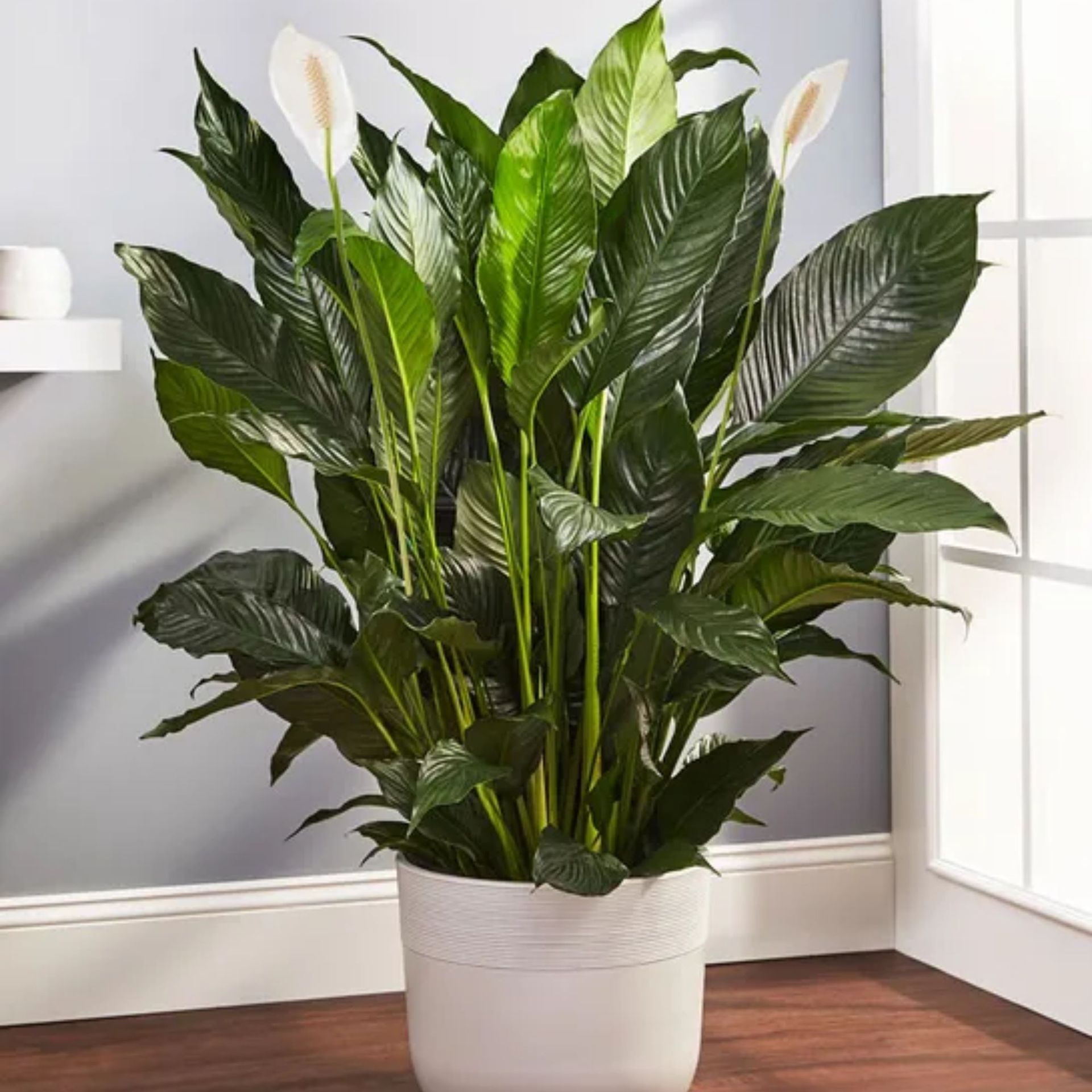 12 of the best indoor plants to suit any room in your home | Homes and ...