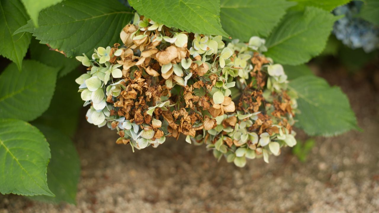 Why are my hydrangea flowers turning brown?