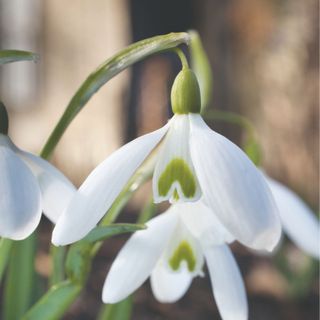 Closeup of snowdrop flowers