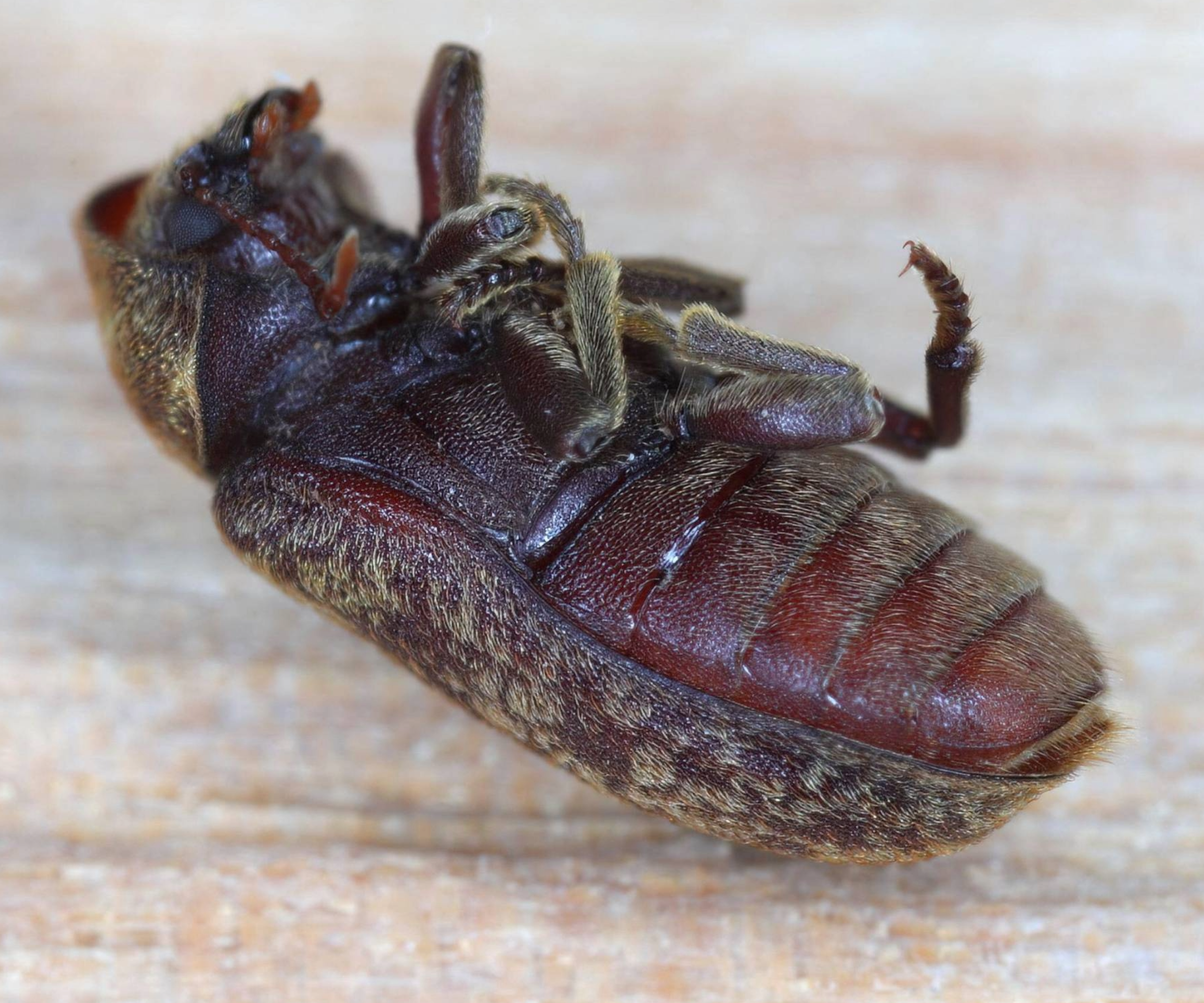 Deathwatch beetle on its back