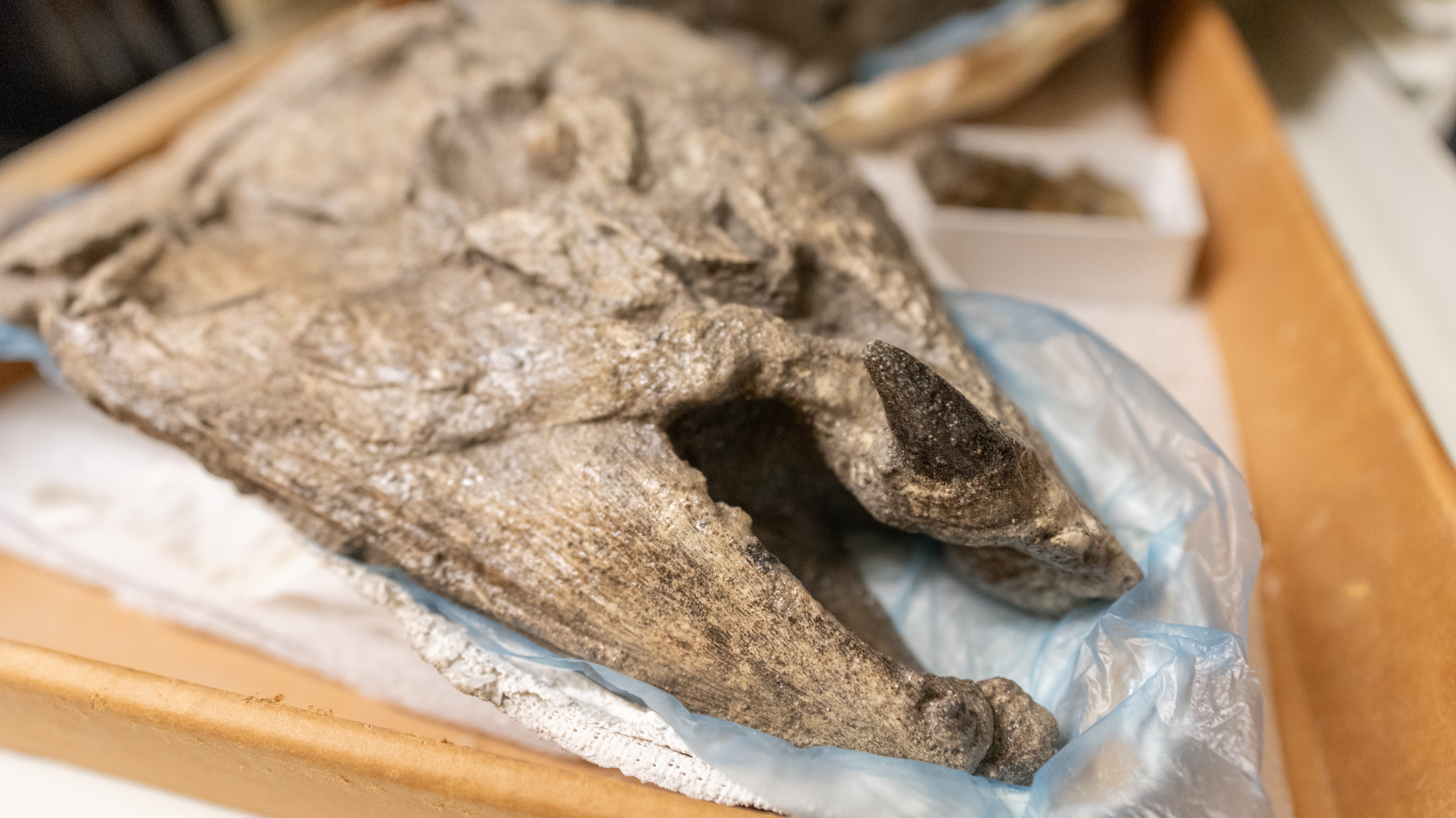 Giant prehistoric salmon had tusk-like teeth, just like a warthog's