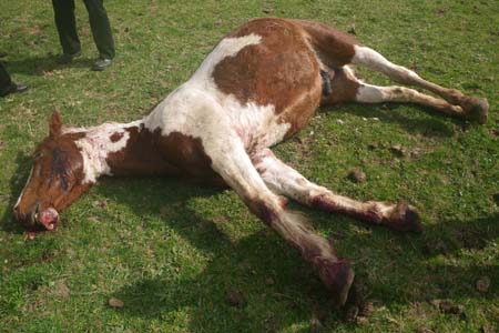 shothorse.JPG