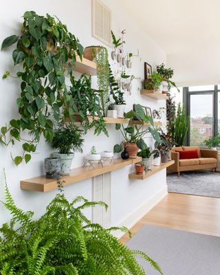vertical garden in a living room using indoor plants