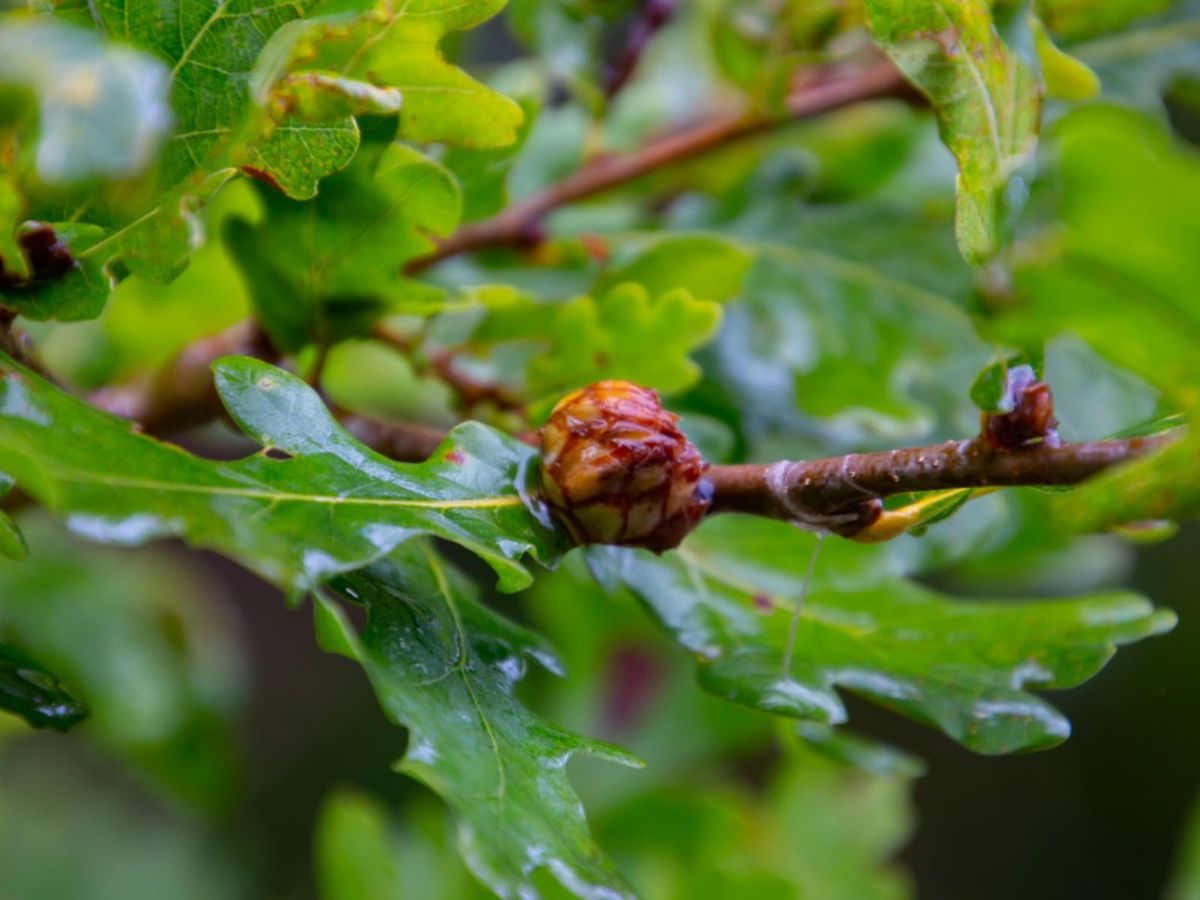 葉こぶの識別: 植物の葉こぶの予防と治療について学ぶ