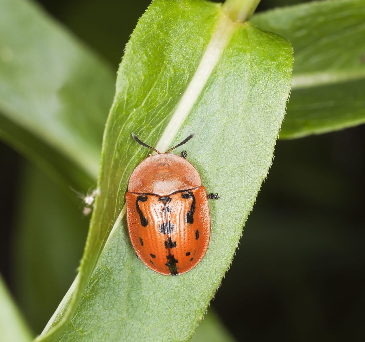 Orange Tortoise Beetle On A Green Plant