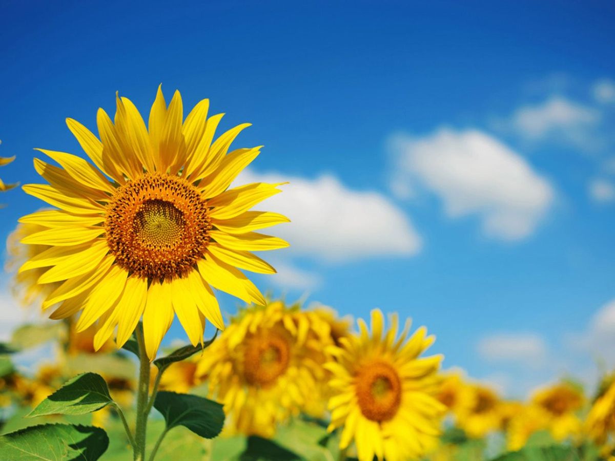 Sunflower Fun Facts You Didn't Know But Now You Do