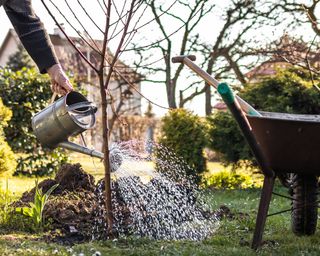 Gardener waters young fruit tree