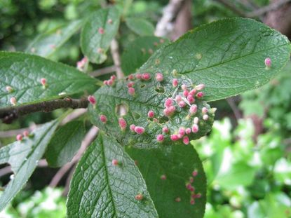 Eriophyid Mites On Plants