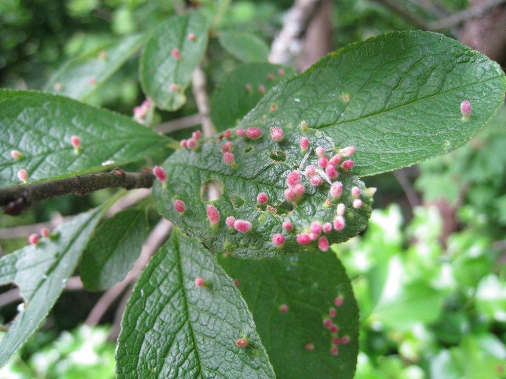 Eriophyid Mite Control - Spotting And Treating Eriophyid Mite Damage ...