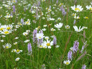 how to plant a wildflower meadow: wildflower turf