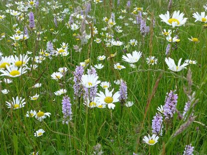 How To Plant A Wildflower Meadow In Your Garden: Try This Alternative ...