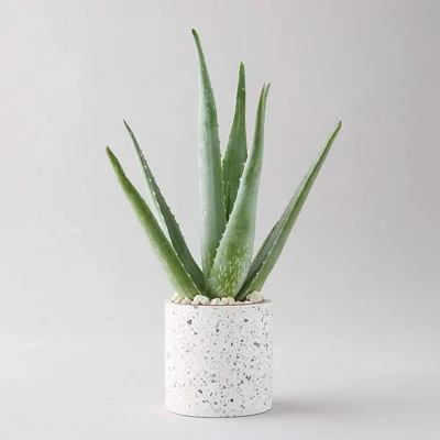 Aloe Vera Plant in 12cm Pot - Easy to Grow Low Maintenance Houseplant - Ideal for Beginners - Decorative Pot Not Included