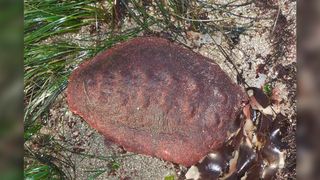 The "wandering meatloaf" chiton, or Cryptochiton stelleri, in the wild.