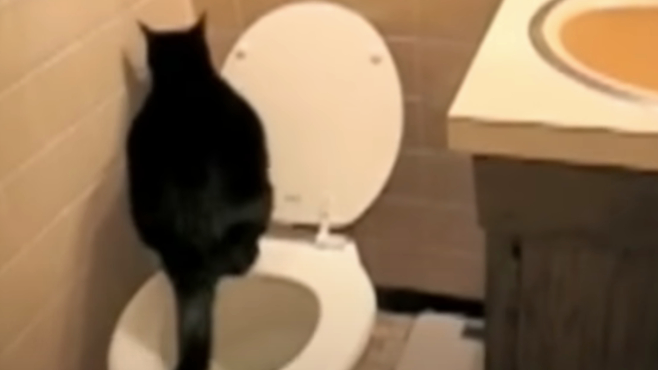 TV commercial for CitiKitty
