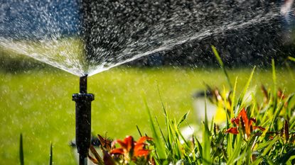 sprinkler spraying water over flowers